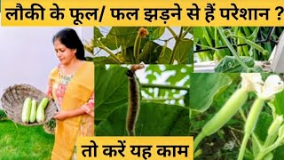 लौकी के फूल और फल छोटे होकर गिर जाते हैं? बस 1 बार करें ये अचूक देसी उपाय। Lauki Fruit Drop Solution