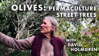 Olives: Permaculture Street Trees & Food Forests in RetroSuburbia