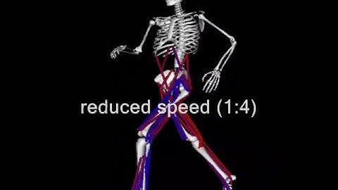 A Three-Dimensional Muscle-Driven Simulation of Running