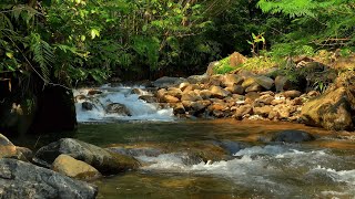 Forest River ASMR 🍃 Natural Water Sounds for Stress Relief & Sleep