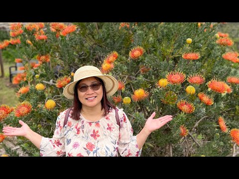 Video: Jak vidět Kula Lavender Fields na Maui