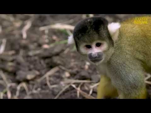 Vidéo: Singe-écureuil : vie et habitat d'un primate étonnant