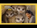 Hakuna Matata! with Meerkats and More! | Animal Genius with Liz Bonnin Full Episode | @natgeokids