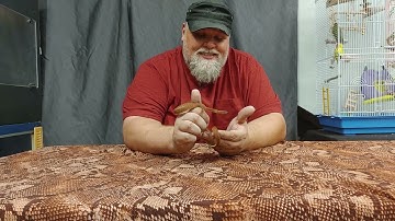 Meet the Worlds Smallest Pythons!