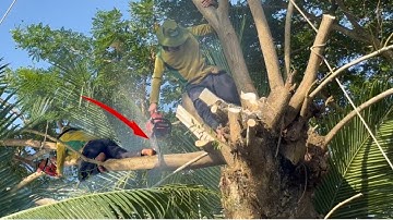 Cưa Cây Còng Kỹ Thuật Cao Trên Mái Nhà