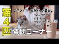 【アラフィフ×独身女】手取り15万円派遣女に届いた質問にお答えします