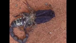 Download Lagu Time Lapse of Scorpion Shedding Exoskeleton || ViralHog MP3