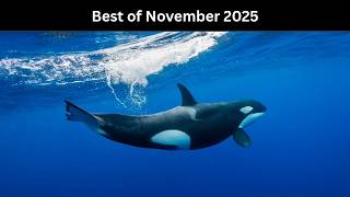 Details Best of November 2025 Update