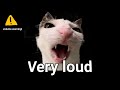 Crunchy cat sound variations in 60 seconds