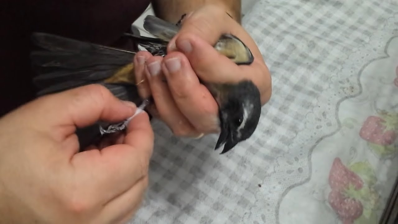 Como limpar as cascas dos pés do seu Trinca ferro sem complicação