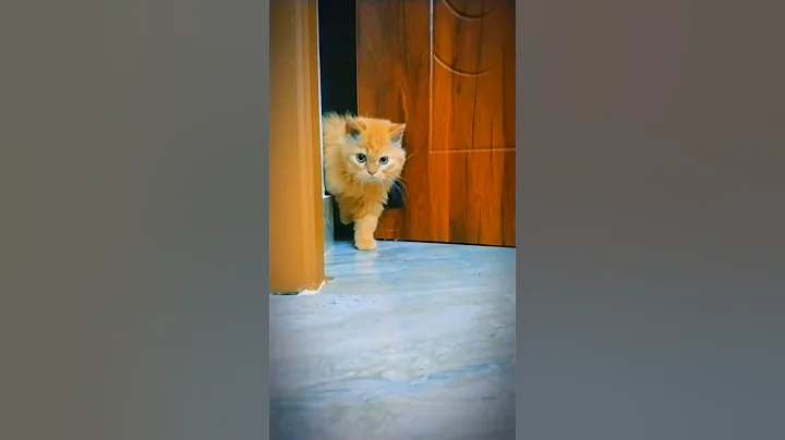 Video 7459791: persiancat cats catlover, persiancat love catlover, persiancat funny cute catlover