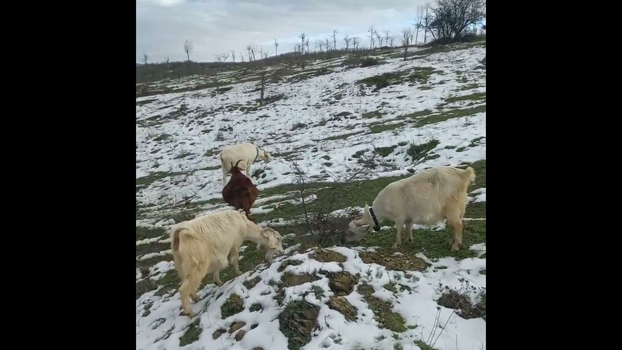 Karlı havada otlatmanın keyfine diyecek yok 🙂