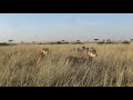 Lionesses fight a clan of spotted hyenas
