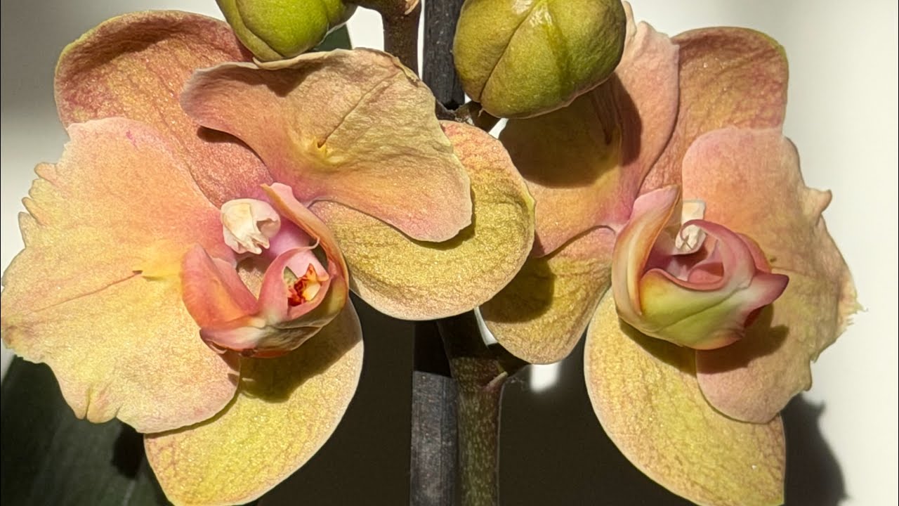 Валентинки 💘 Видео с опозданием ))) Мои новые любимицы 🩷 #орхідеї #orchid #peloric #орхидеибабочки 