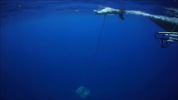 Rapid Stand Launch Video