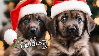 CANINE CAROLS 3: 25 DOGS OF CHRISTMAS🎄 by DOGGYDAYS 353 views 4 months ago 3 minutes, 53 seconds