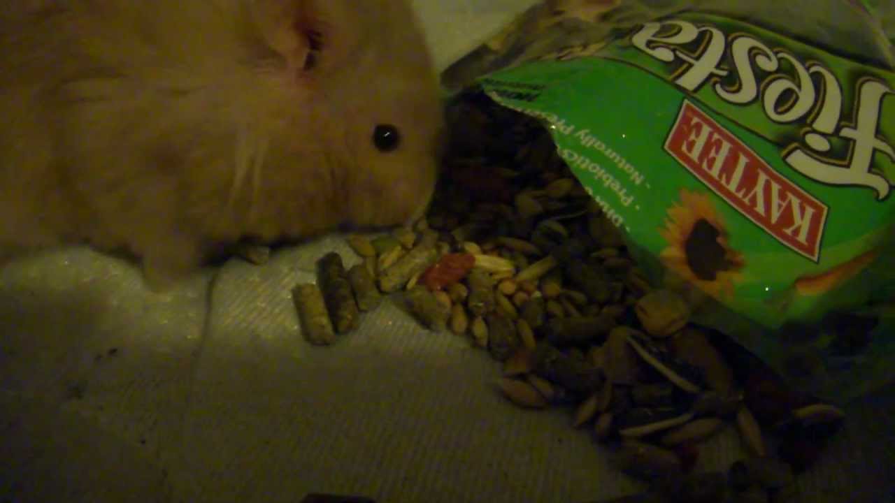 Hamster hoarding treats YouTube