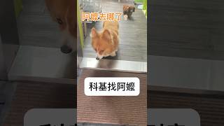 科基找不到阿嬤 一副很失落的樣子…Corgi  dog