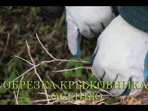 Обрезка крыжовника осенью
