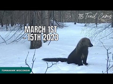 March 1st -15th 2023 Tomahawk Wisconsin Trail Camera Highlights
