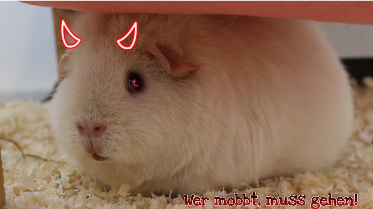 Wenn die Vergesellschaftung schief geht ... | Die Schweinwohner