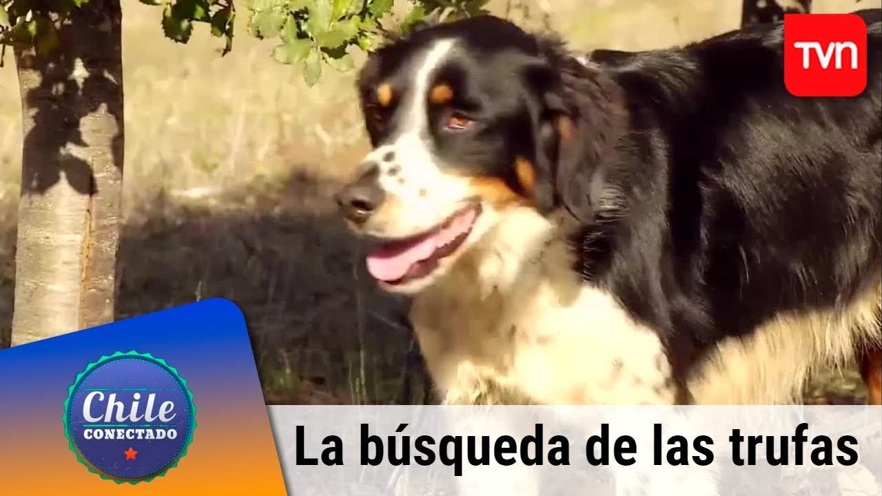 La búsqueda de las trufas | Chile conectado | Buenos días a todos