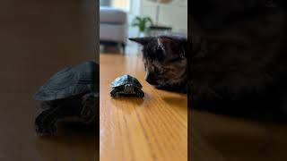 a tortoiseshell kitten and a small turtle share some sweet moments together