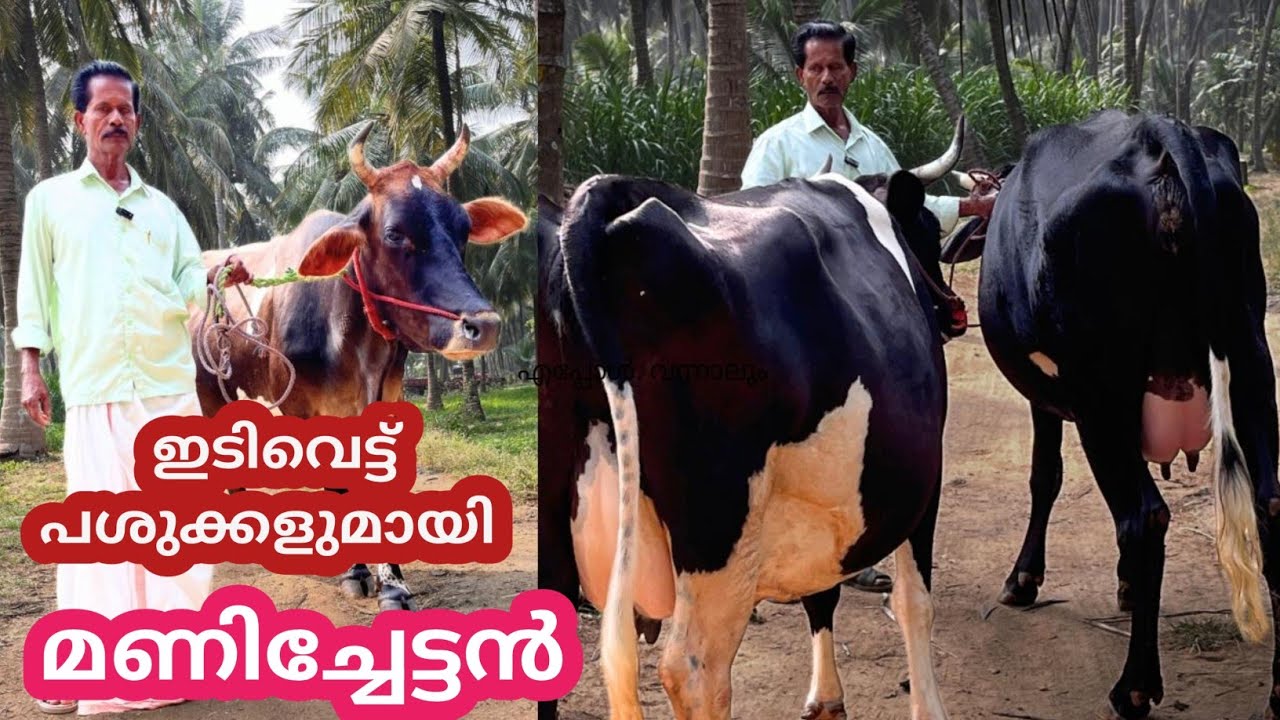 കിടിലൻ ബ്രീഡ് പശുക്കൾ എപ്പോഴും 