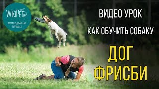 Дог фризби | Обучение дог фризби | Дрессировка собак Дог фризби | Обучение дог фризби | Дрессировка собак