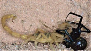 Scorpion captures, stings, and preys on black widow (Warning: May be disturbing to some viewers.) Information