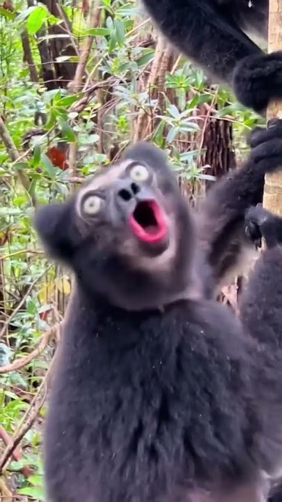 Indri Lemurs Calling in Madagascar. #animals #lemur #madagascar #wildlife