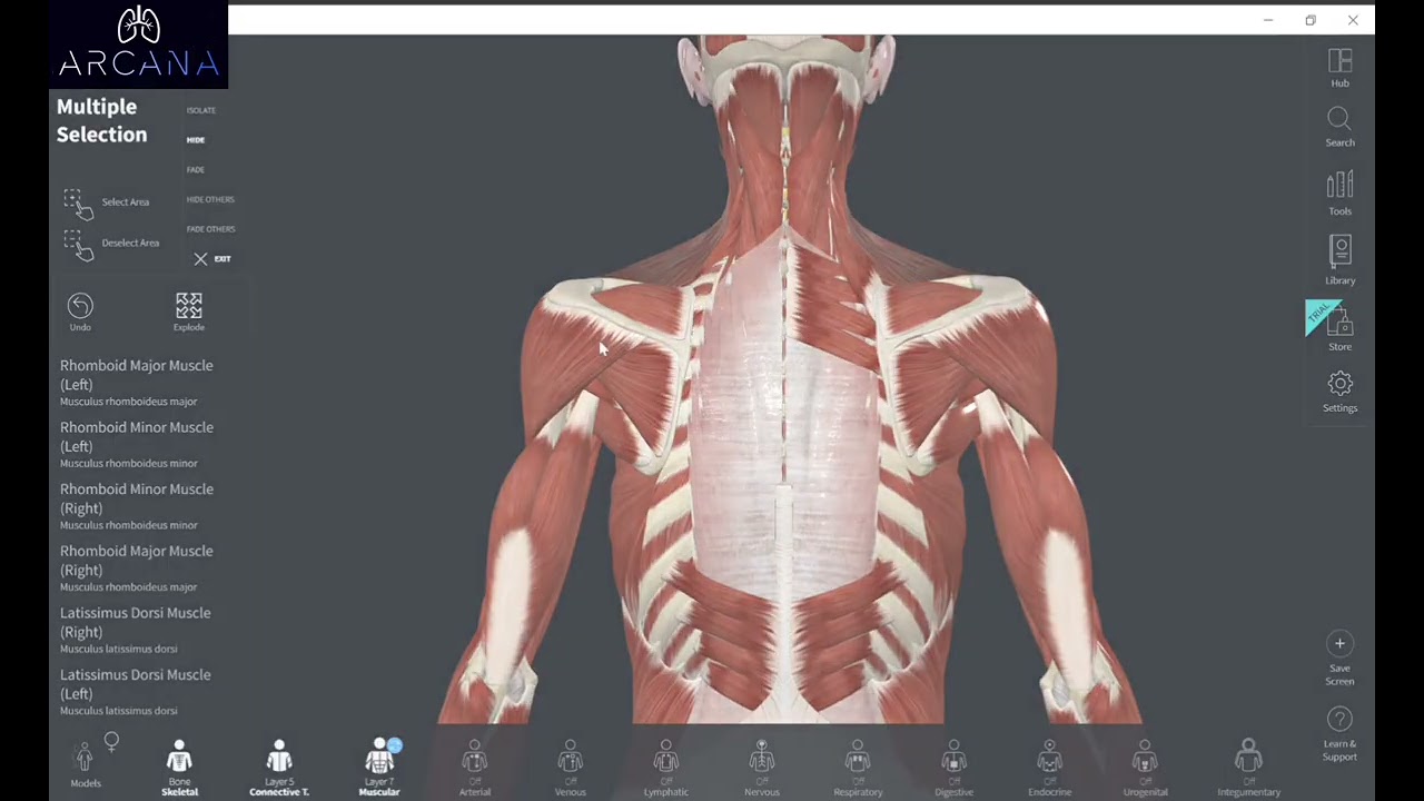 المحاضرة الخامسة - عضلات جدار الظهر: مقدمة +عضلات الظهر السطحية ❤️