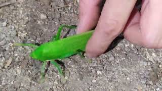 เสียงตั๊กแตนใบไม้เทียม screenshot 4