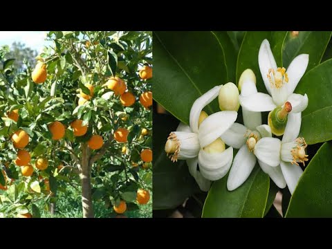 فيديو: زهور البرتقال: فترة الإزهار ، الرائحة ، الصورة ، ميزات العناية