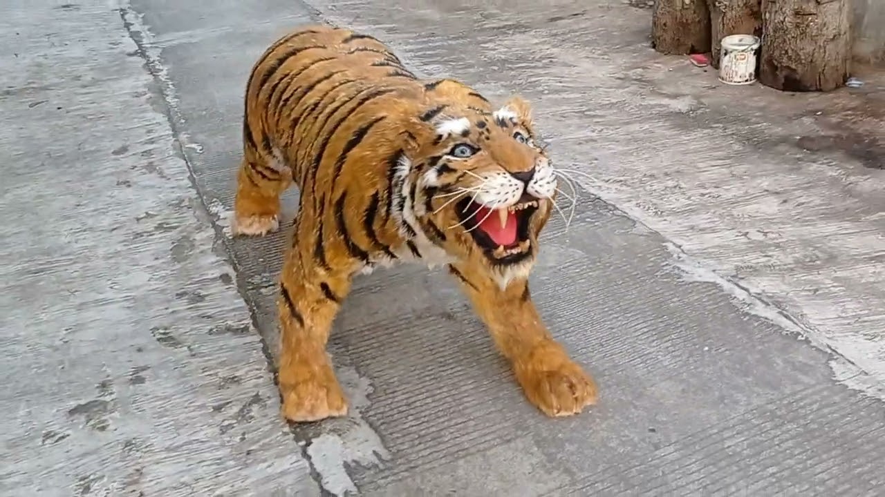 Macan
