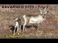 Aavarneq 2019 - Rensdyrjagt 2019 - Reindeerhunting 2019 - Trip 2
