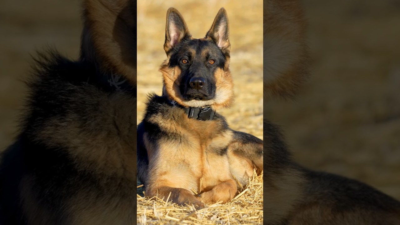 Warum der Sch&auml;ferhund zu den beeindruckendsten Hunden der Welt geh&ouml;rt