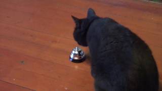 Cat Training: Shaping Ring Service Bell by maueyes 6,889 views 7 years ago 2 minutes, 47 seconds