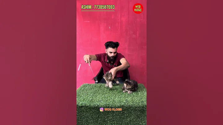 Video 11621761: persian cattery exotic, exotic persian cat, persian cat pets, siberian kitten