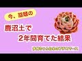 今話題の、鹿沼土で2年間育てた結果が可愛いかった！