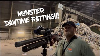 Monster day time Rat shooting….. hik alpex 4k