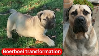 BOERBOEL TRANSFORMATION - pup vs grown up by Boerboel Yzer 310 views 6 months ago 38 seconds