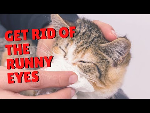 Video: Home rimedi per problemi agli occhi di gatto