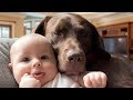 Labrador Dog and Baby Playing Compilation 2018