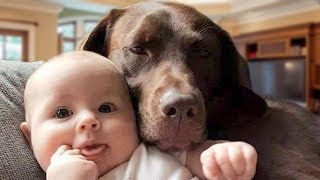 Labrador Dog and Baby Playing Compilation 2018