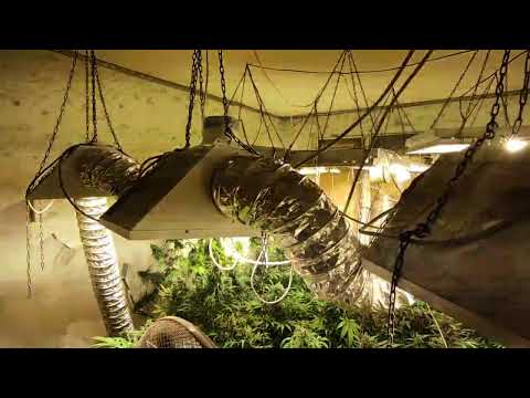 В Мурманской области перед судом предстанет местный наркоплантатор