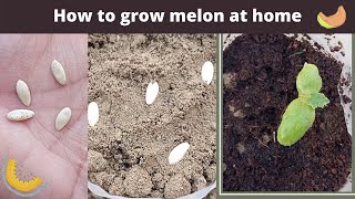 How to grow melon at home | Melon seeds germination | Grow Cucumis melo at home | plants documentary
