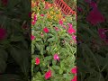 oru pushapa#reels #love #flowers