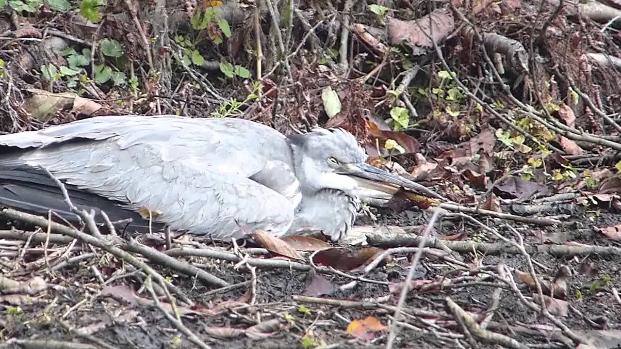 S こんちゅーぶ アオサギ 野鳥 の衰弱個体 1