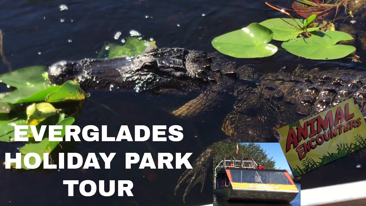 everglades holiday park airboat tour and alligator presentation